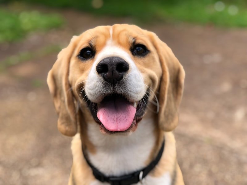 Seu cachorro merece 🐶