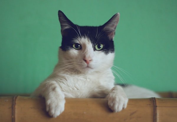 Produtos para Gatos