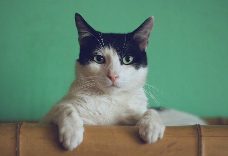 Seu gato vai amar 🐱