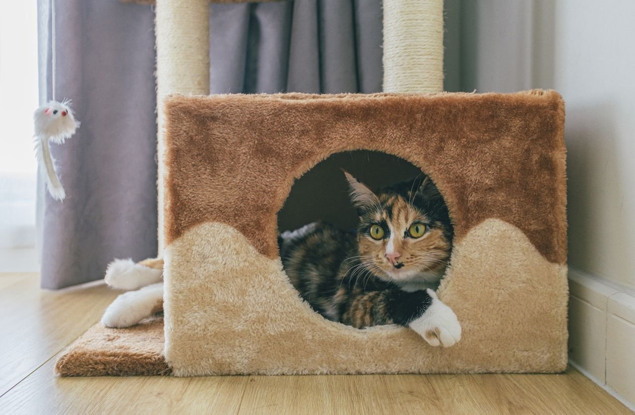 Services A domestic cat lying inside a soft and cozy cat condo with a playful expression.