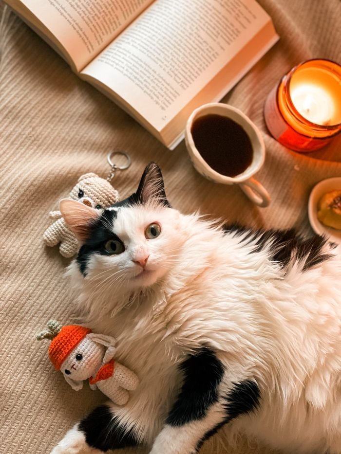 Services A fluffy cat relaxes on a bed surrounded by a book, plush toy, and coffee, creating a cozy atmosphere.