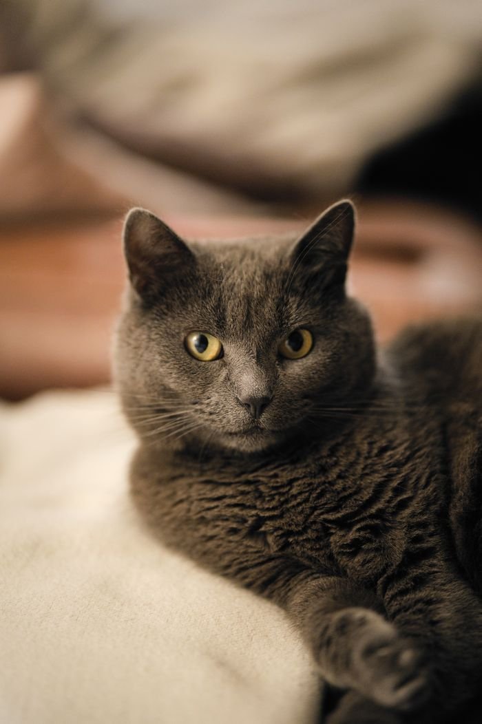 Services A serene gray cat lounging indoors, showcasing its distinctive yellow eyes and soft fur.