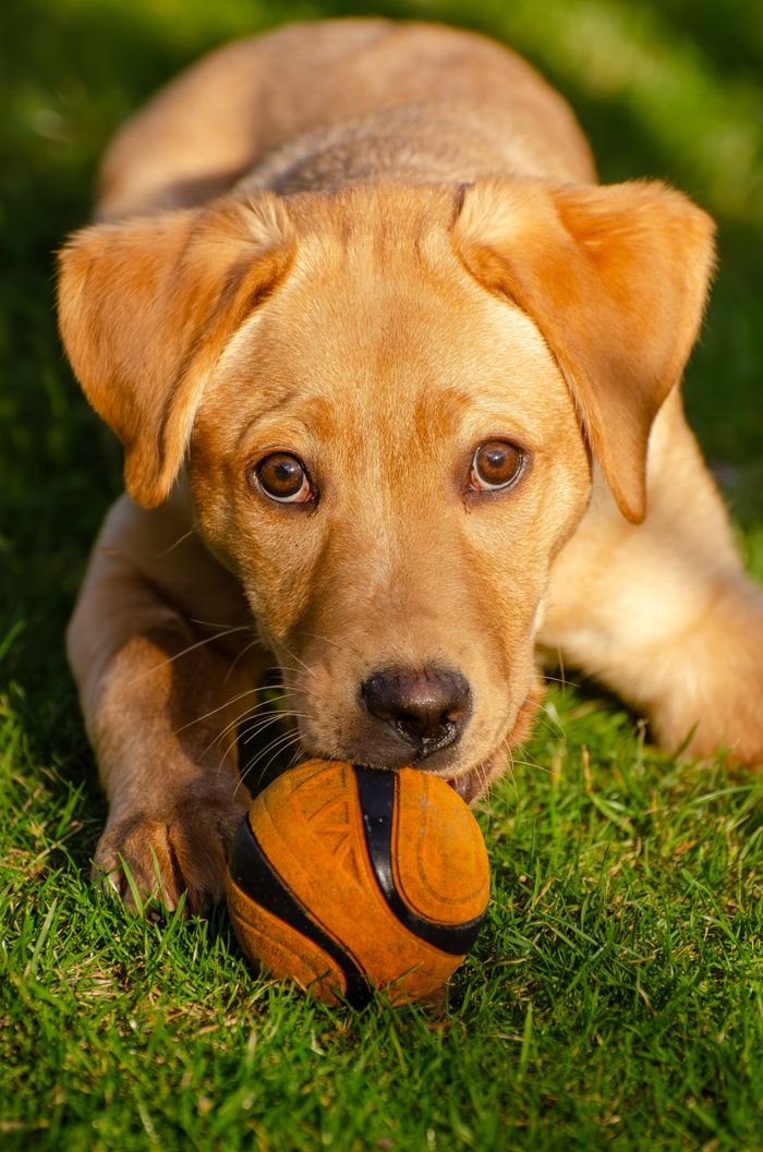 Cute Labrador Retriever puppy on green grass with a toy ball.
