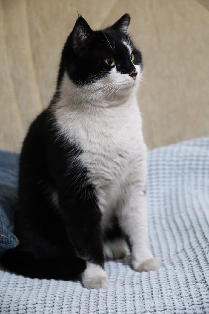Services Cute black and white cat sitting upright on a cozy textured surface indoors.