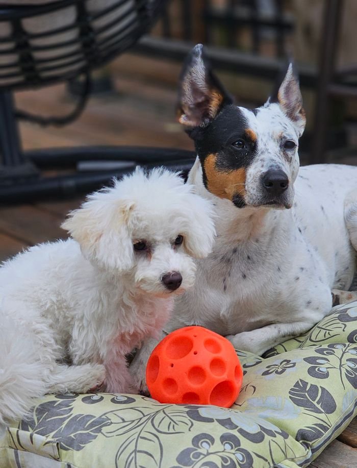 Two dogs resting on a cushion outdoors with an orange ball, exhibiting a playful and relaxed atmosphere.
