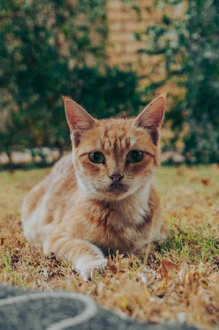 Charming ginger tabby cat lying on grass, enjoying a sunny day outside.