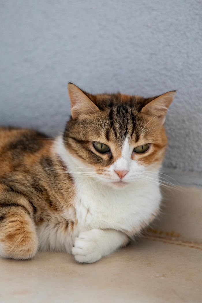 Services A calm calico cat lying on an indoor beige floor with a textured wall background.