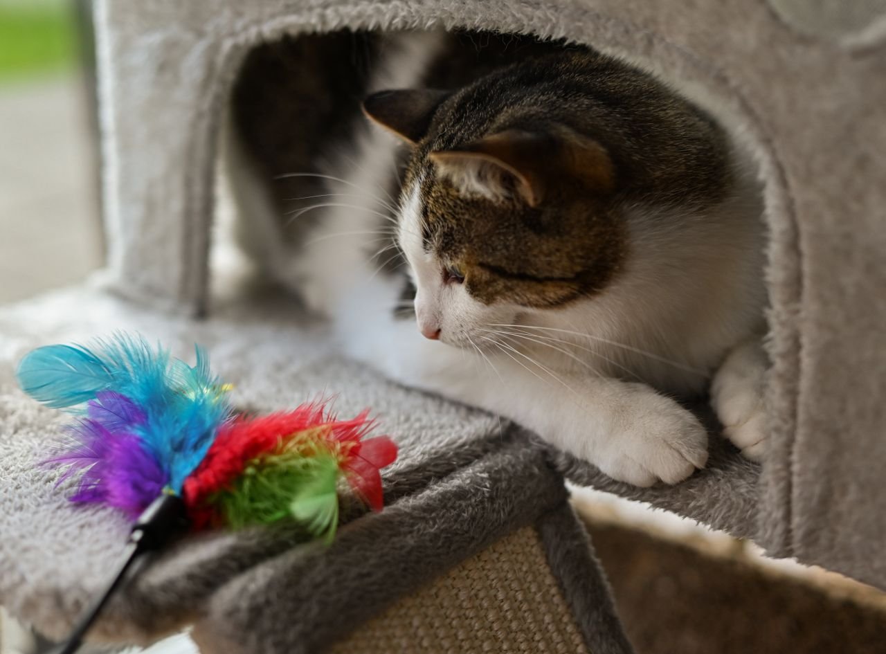 Services A cute cat lounging in a cat tree, eyeing a colorful feather toy. Perfect pet scene.