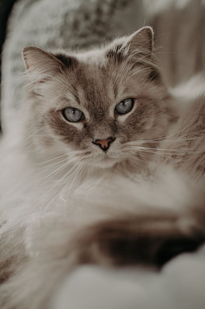 Cute fluffy cat with white and gray fur lying on soft blanket in bright room while looking at camera